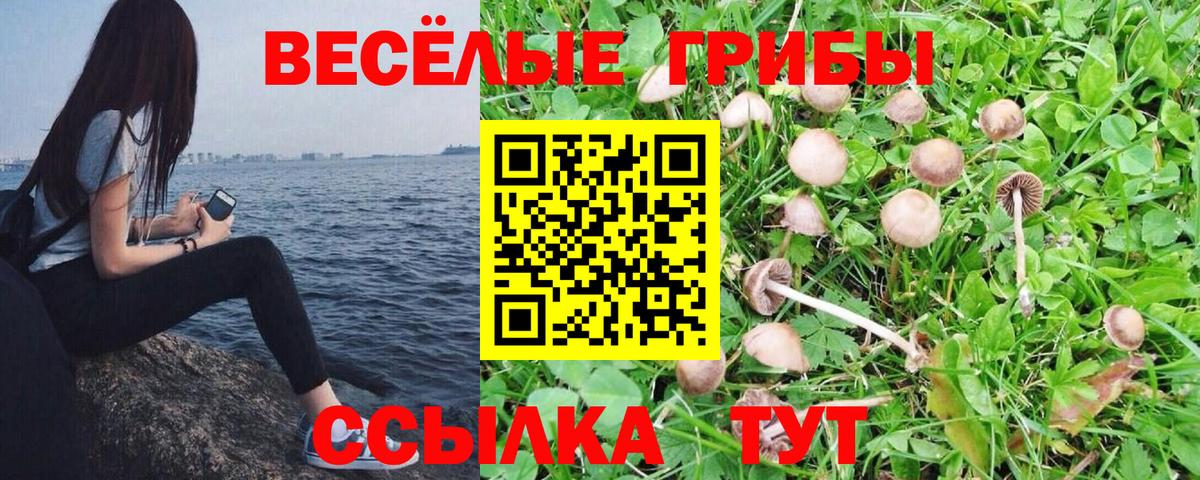 Псилоцибиновые грибы Cubensis Ржев